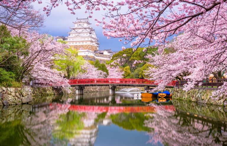 cherry blossom – japan
